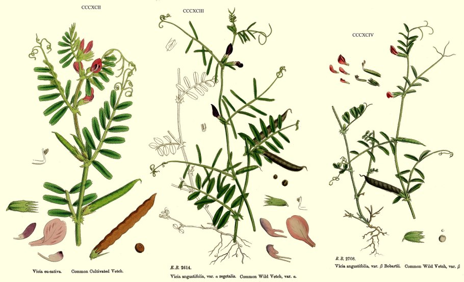 Vicia Sativa схема цветка