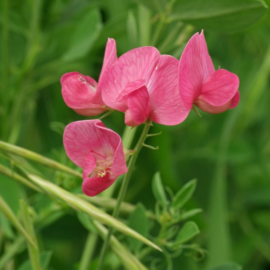 Чина клубневая (Lathyrus tuberosus l)