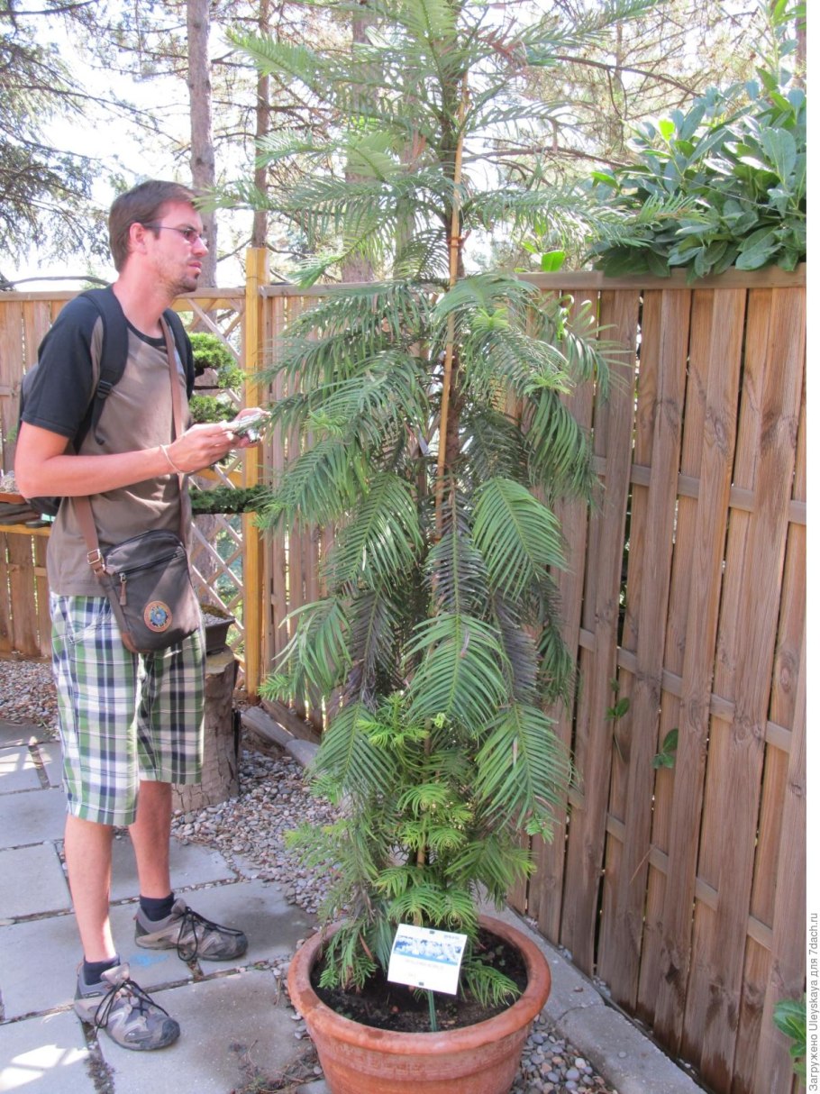 Воллемия Ялта