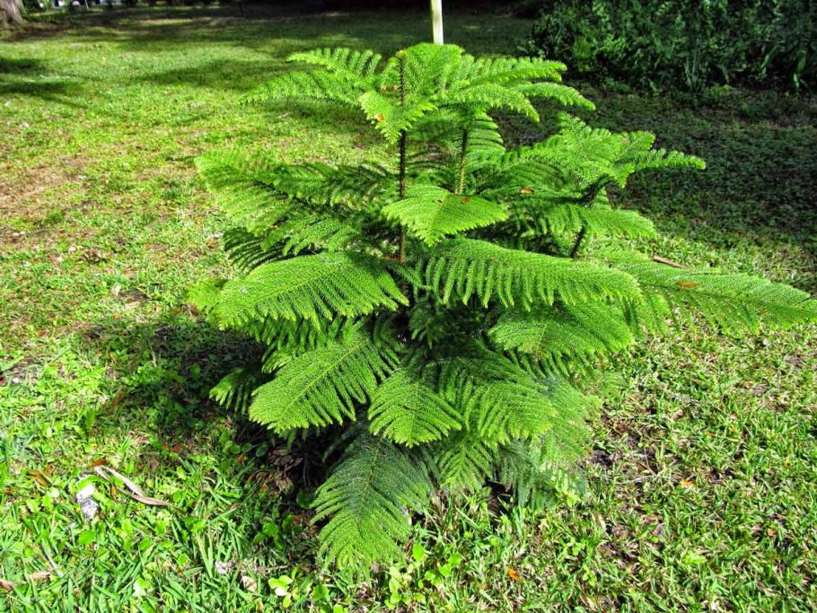 Нобилис саженец