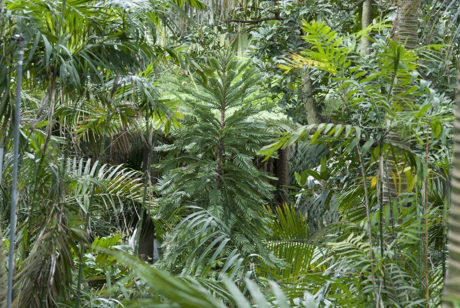 Воллемия благородная
