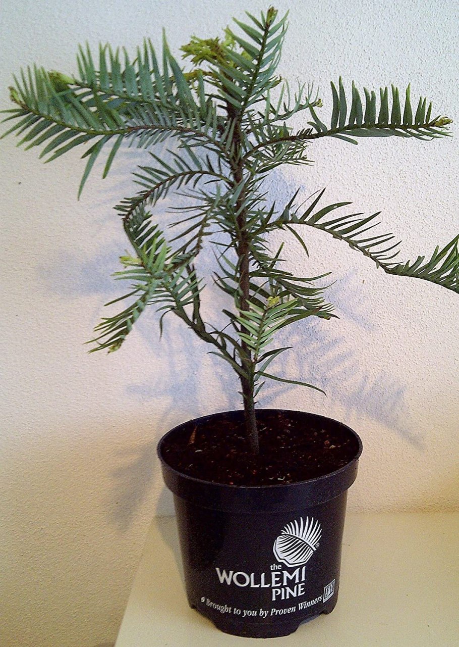 Воллемия бонсай