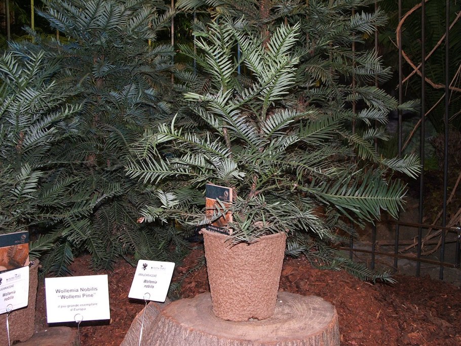 Нобилис фото