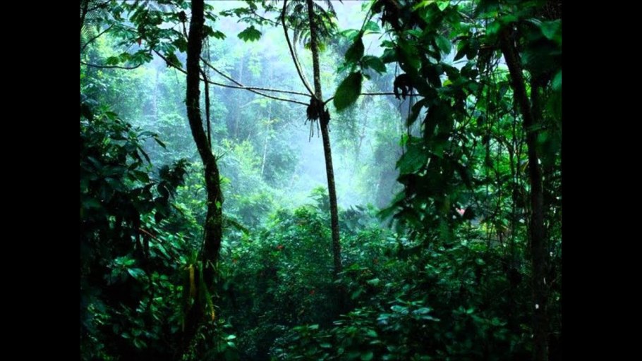 Джунгли в реальной жизни