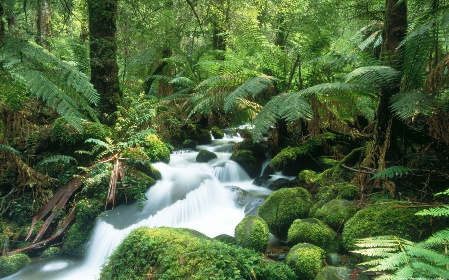 Тропические дождевые леса Амазонии