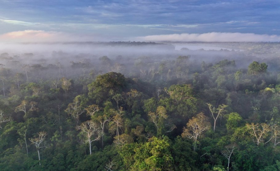 Дождевые леса Амазонии