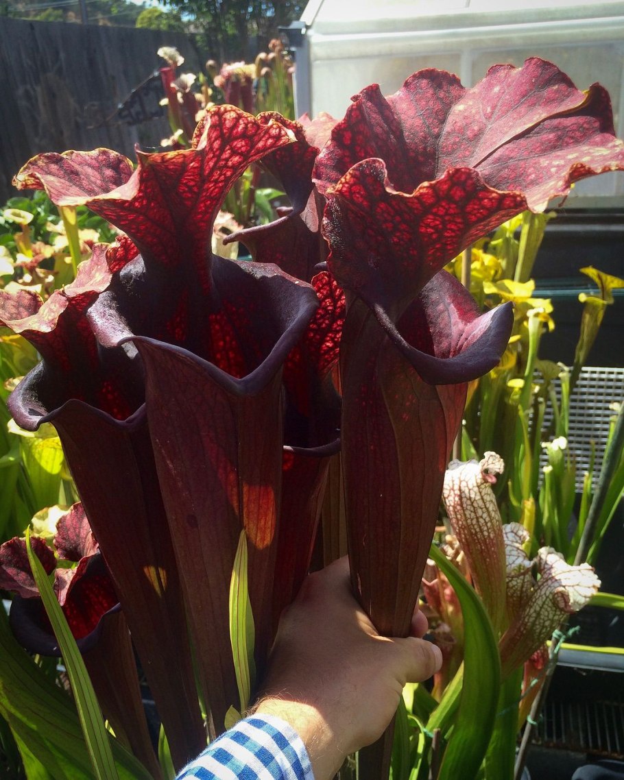 1. Саррацения (Sarracenia)