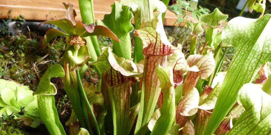 How to grow Pitcher Plants