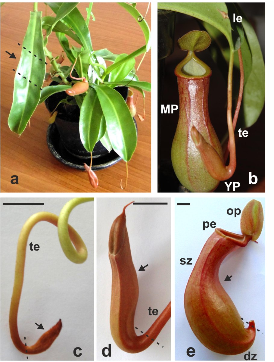 Саррацения Лейкофилла Sarracenia leucophylla