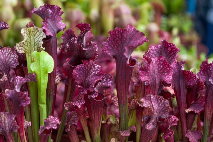 Sarracenia jonesii