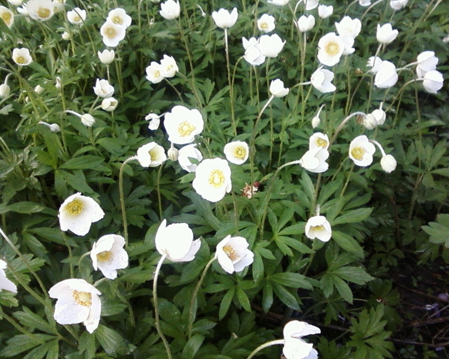 Ветреница (анемона) Лесная (Anemone Sylvestris)