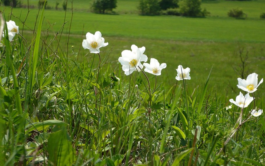 Анемона Лесная Anemone Sylvestris