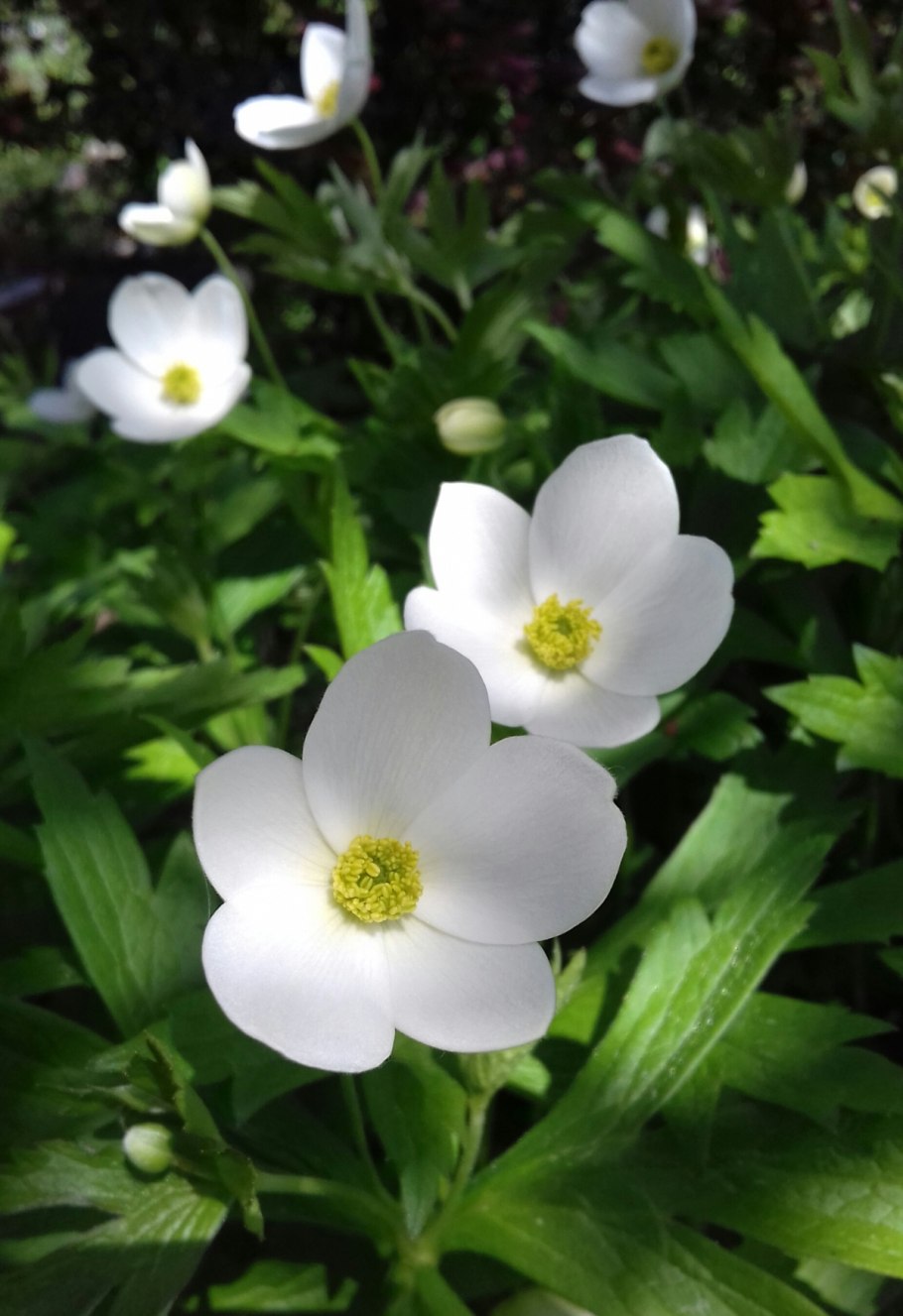 Ветреница гибридная Лесная