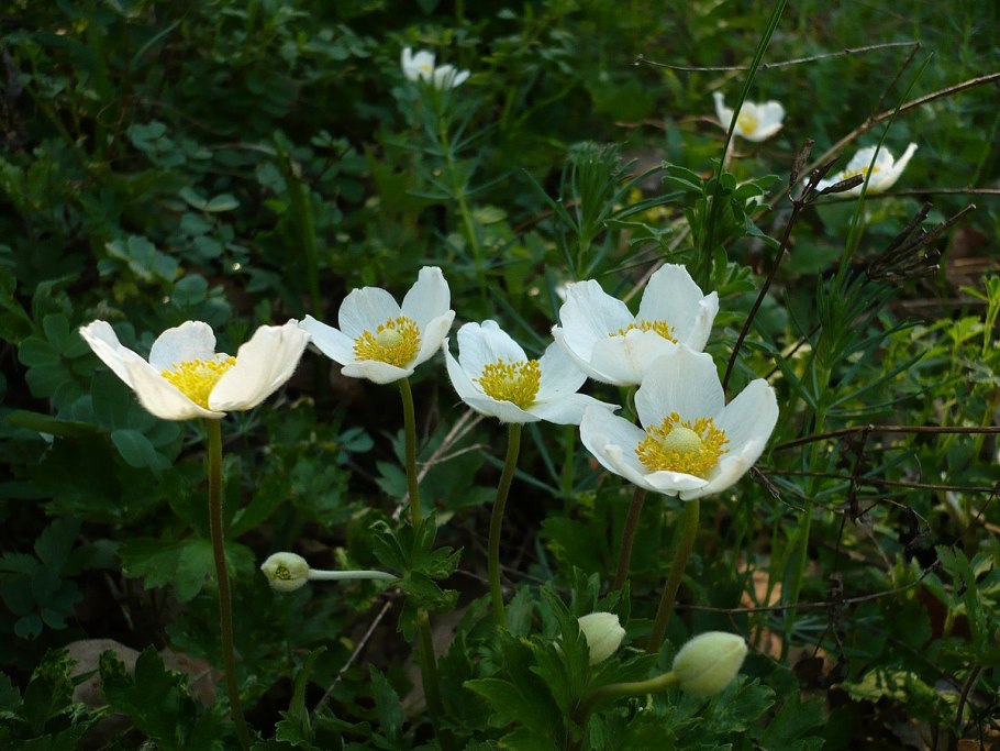 Ветреница Лесная период цветения