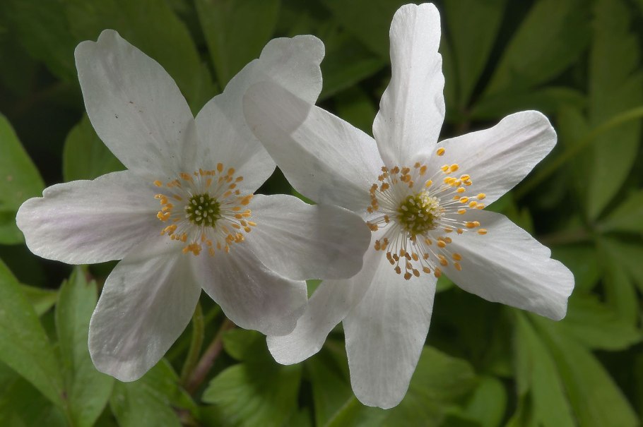 Ветреница цветоложе