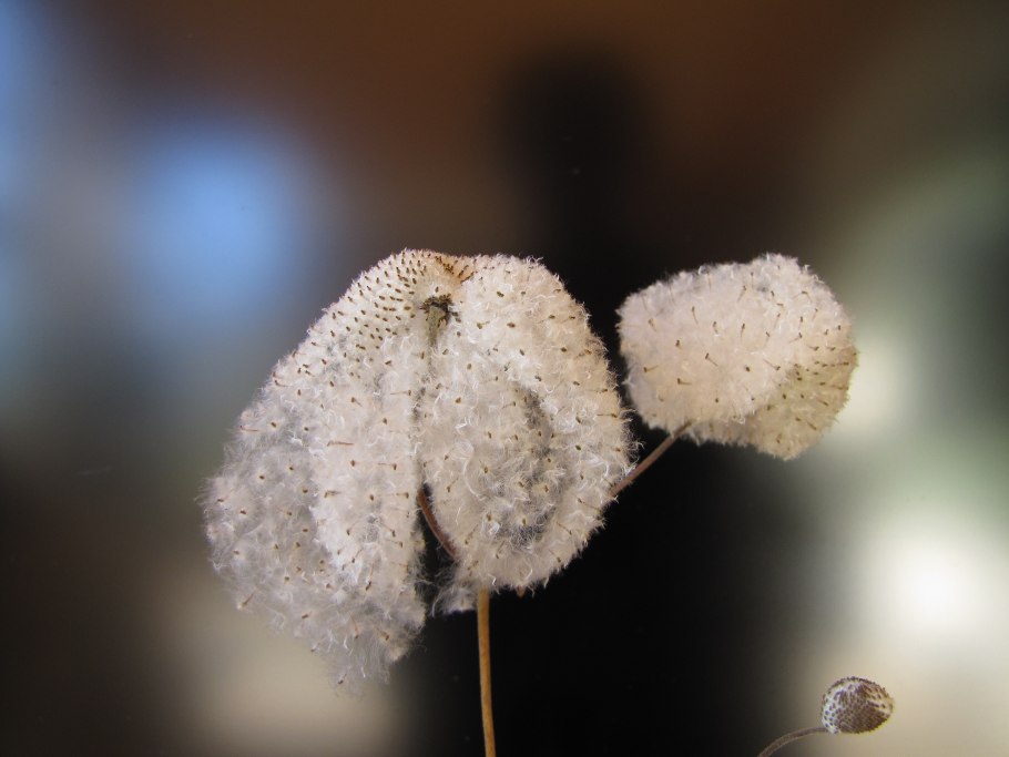 Анемона trullifolia