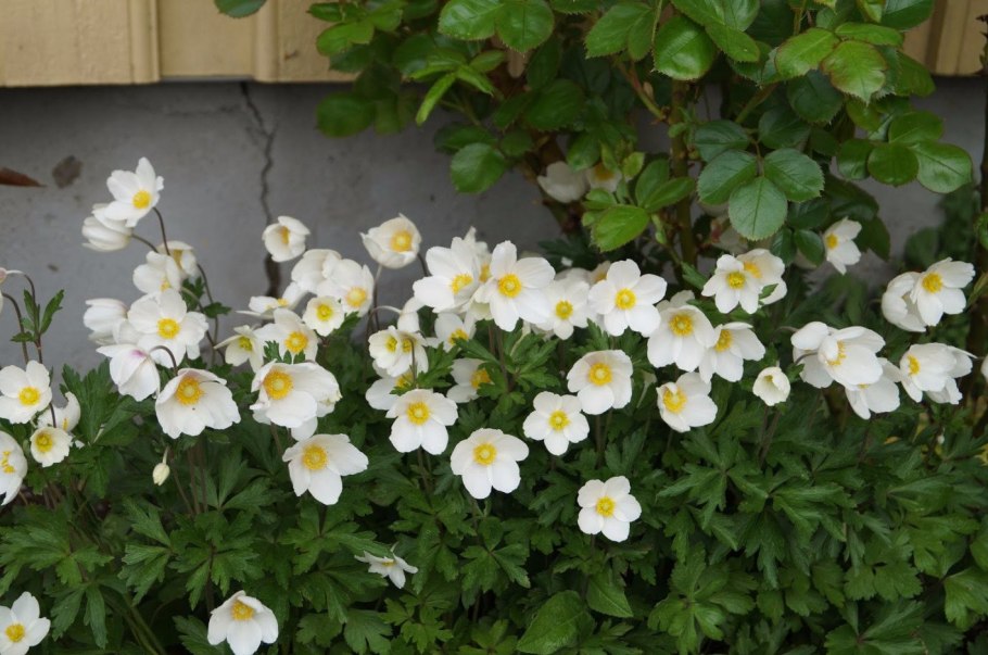 Ветреница Лесная (Anemone Sylvestris)