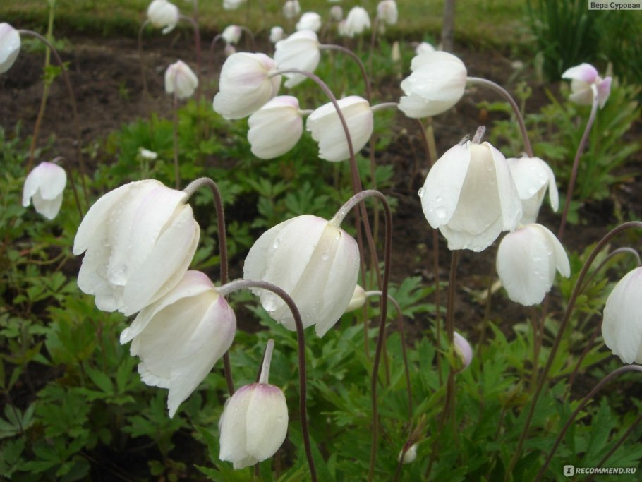 Анемона многолетняя ветреница