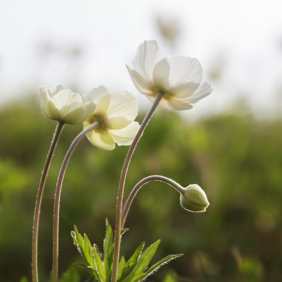 Ветреница Лесная (Anemone Sylvestris)