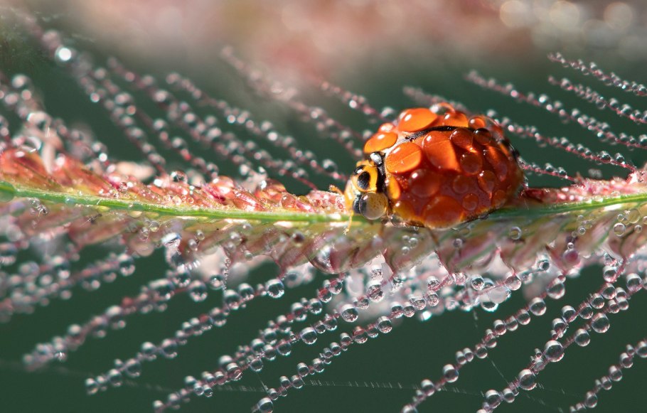 Капельки росы