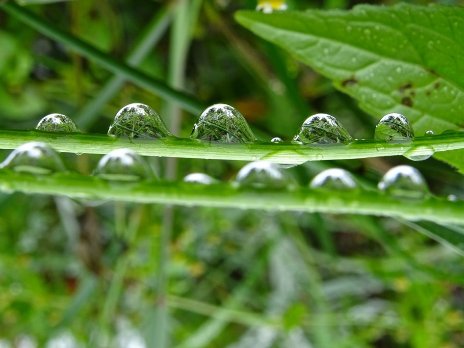 Капли воды на растениях фото