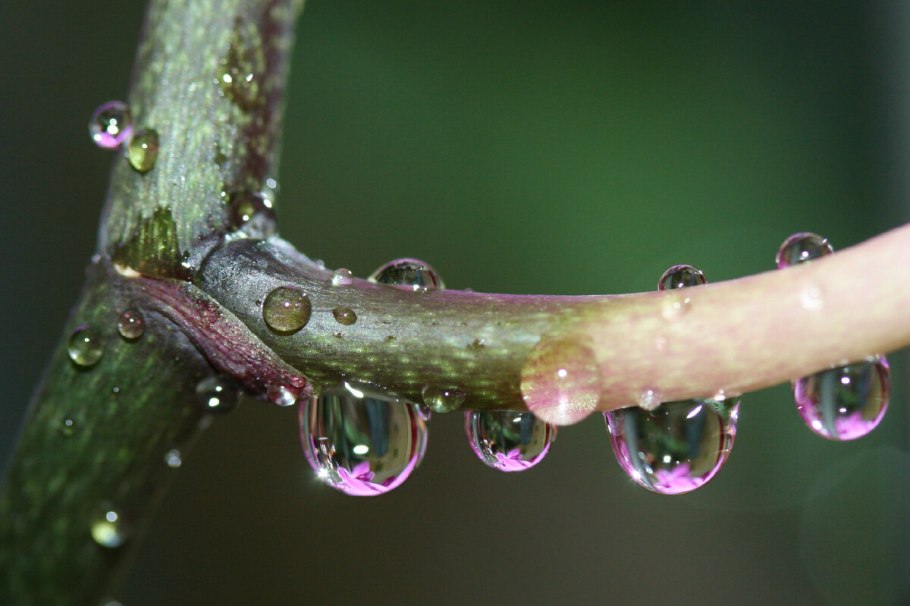 Макросъемка природа