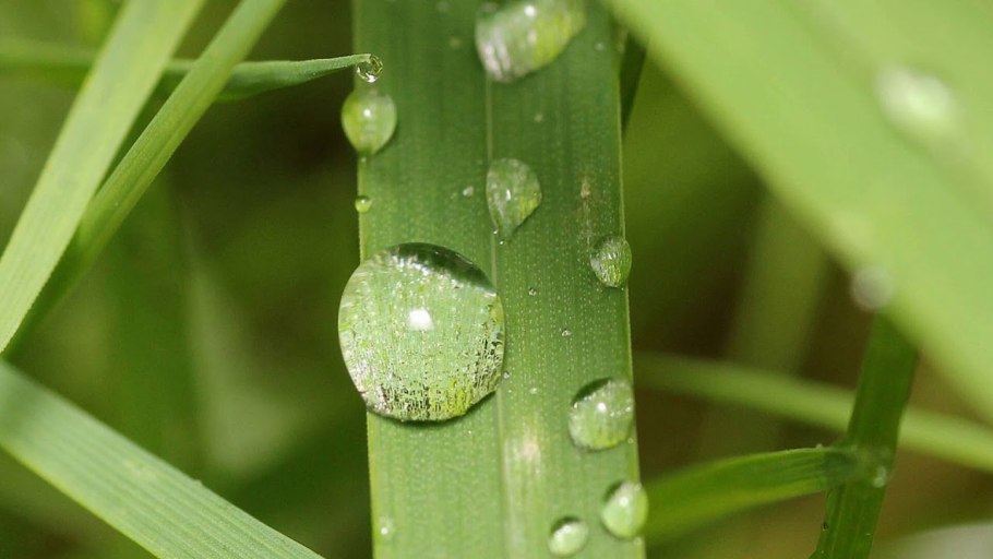 Растения с капельками воды
