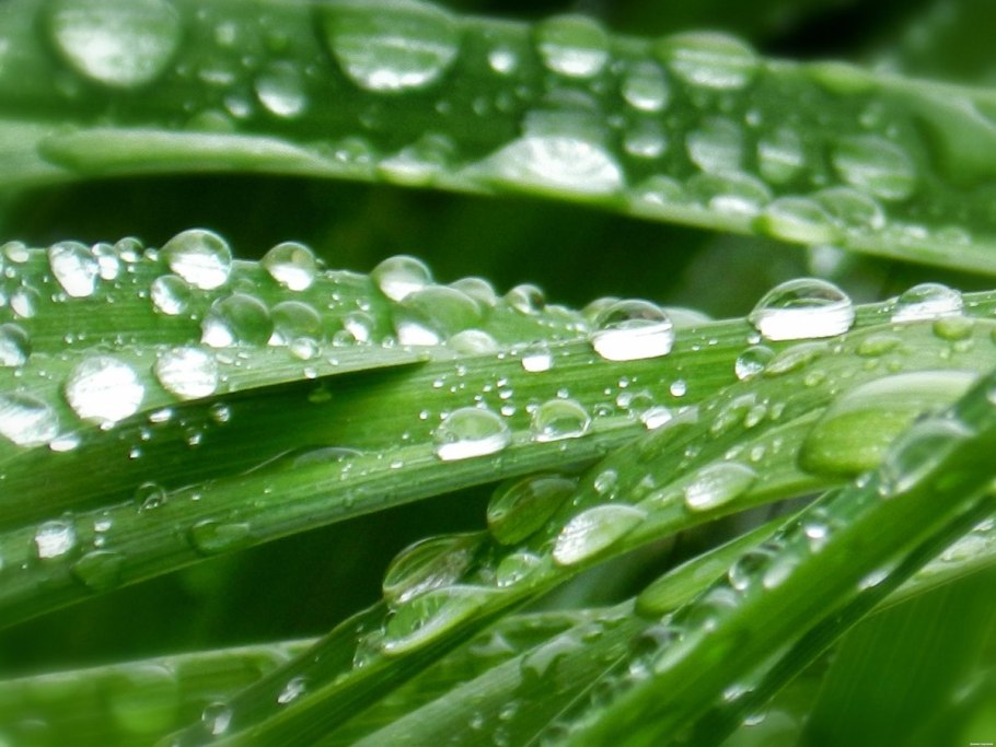 Трава после дождя