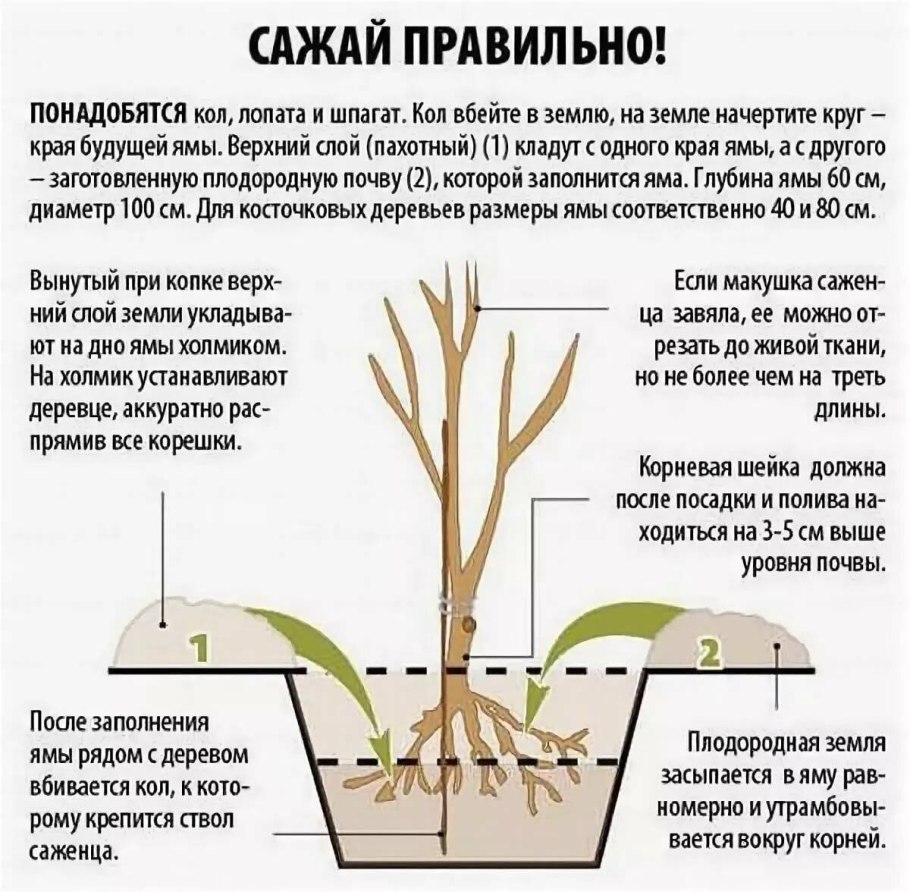Мандариновое дерево прищипываем