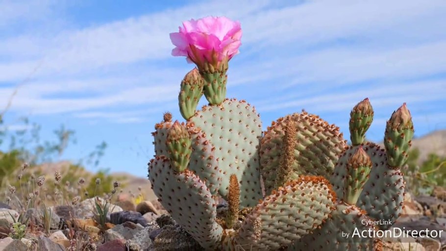 Коряга в пустыне