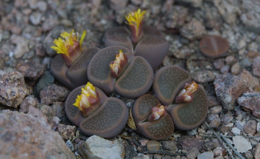 Литопс живые камни