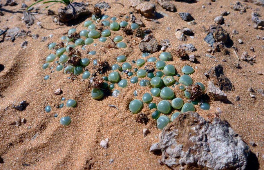 Литопс Фенестрария