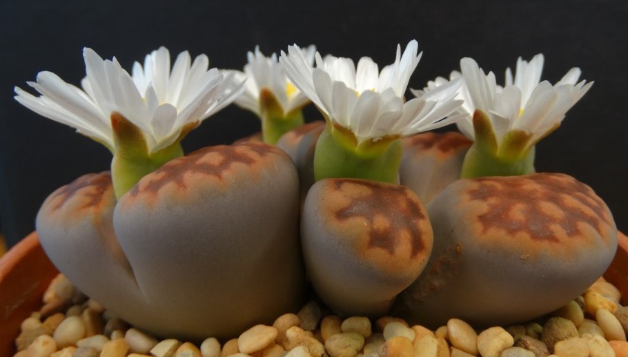 Литопс Гезин