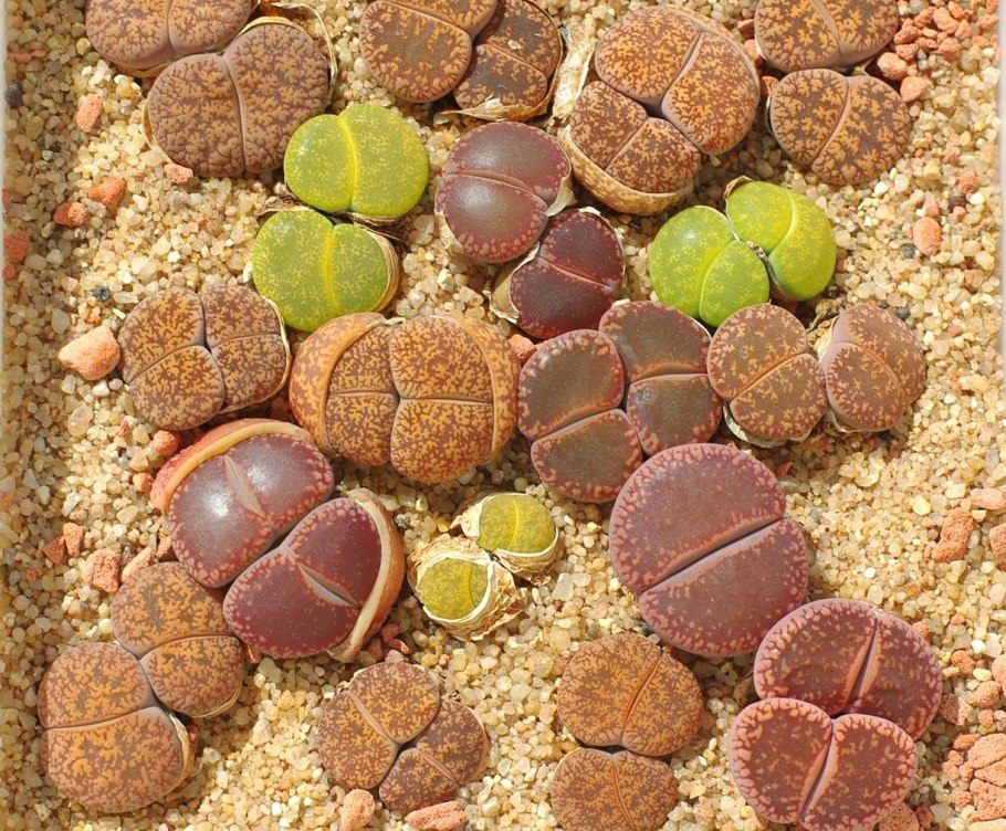 Суккуленты литопсы