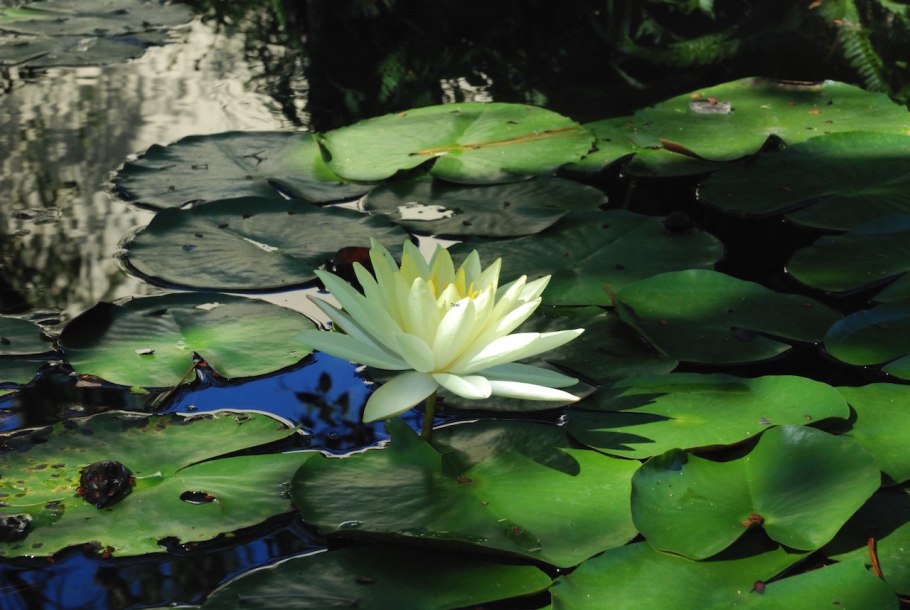 Зеленые кувшинки на воде