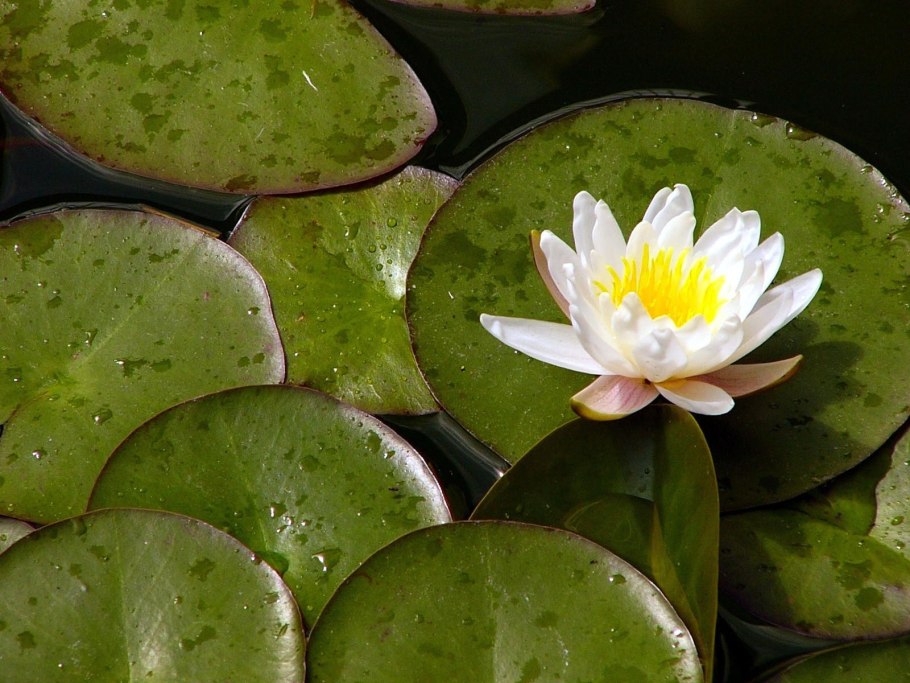 Нимфея зеленая