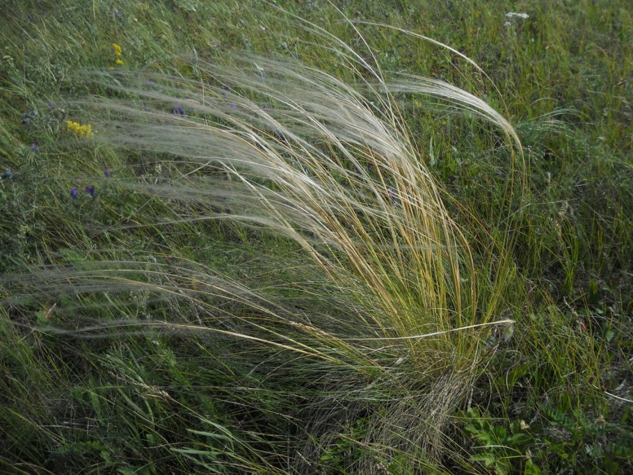 Ковыль перистый (Stipa pennata)