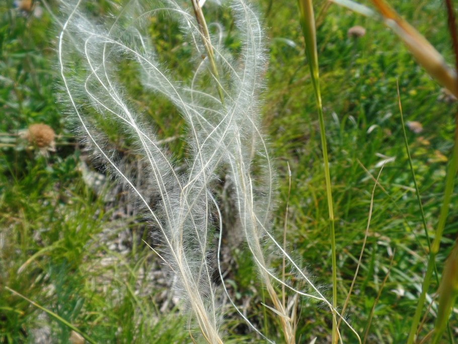 Ковыль перистый (Stipa pennata)