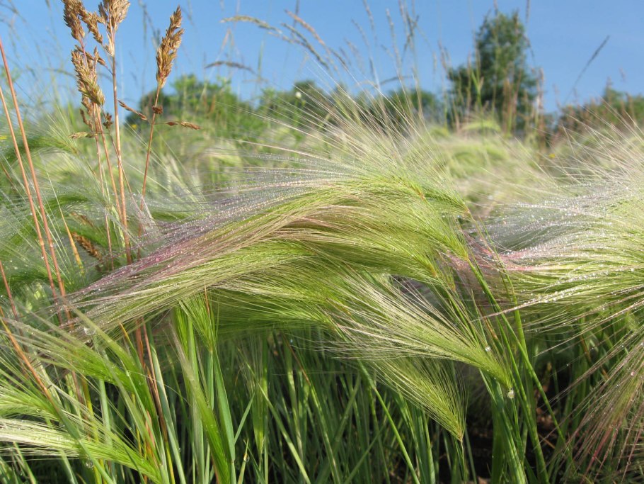 Ячмень гривастый (Hordeum jubatum)