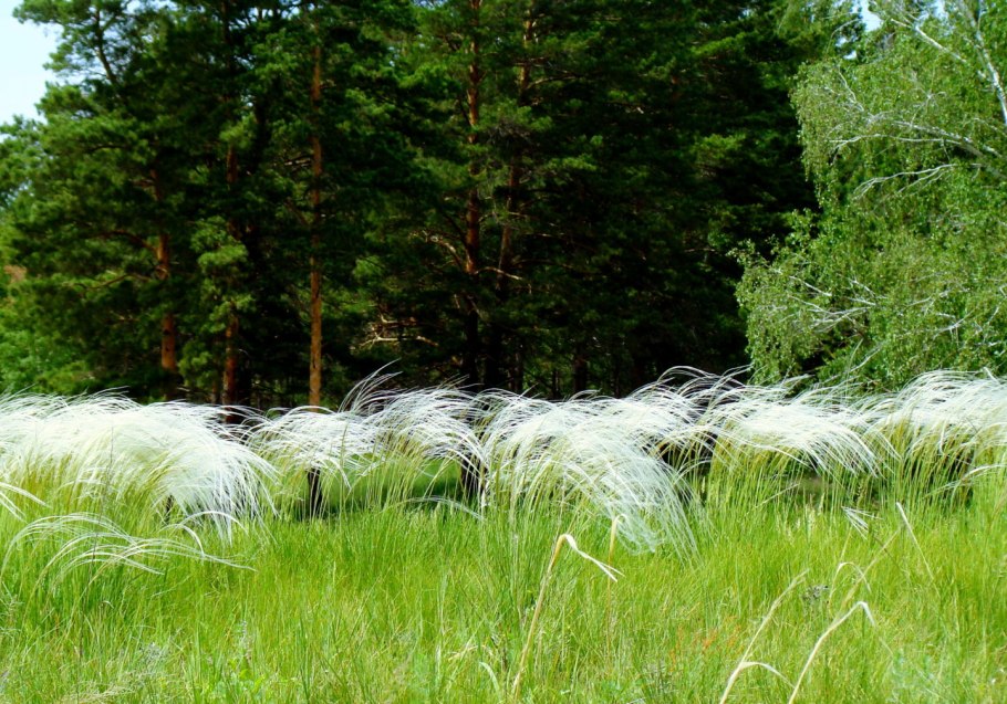 Лесной ковыль