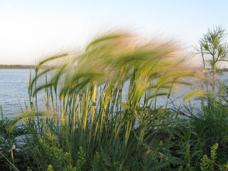 Ячмень гривастый (Hordeum jubatum)