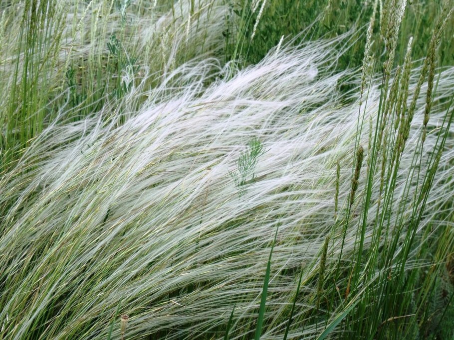 Ковыль перистый (Stipa pennata)