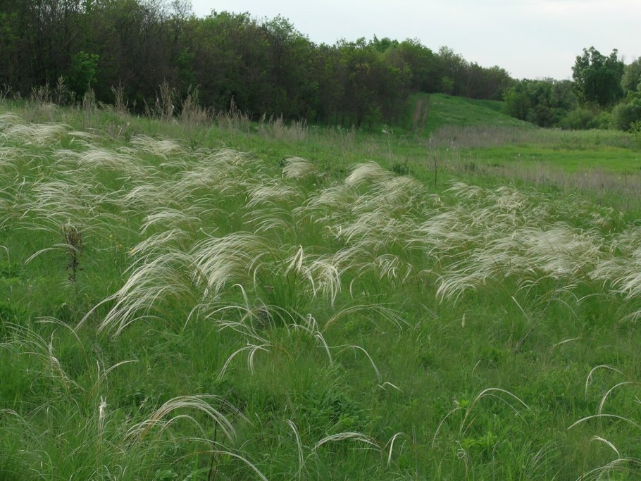 Ковыль перистый (Stipa pennata l.)