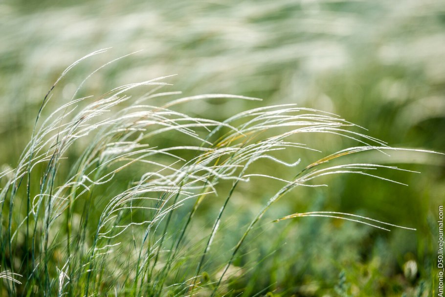 Ковыль перистый (Stipa pennata)