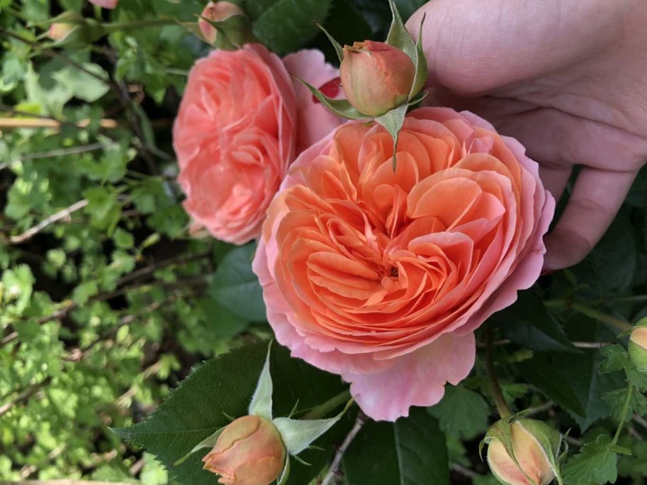 Роза Парковая Чиппендейл