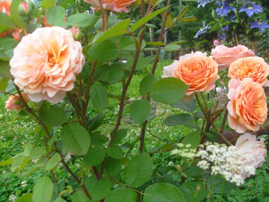 Роза Чиппендейл Голд