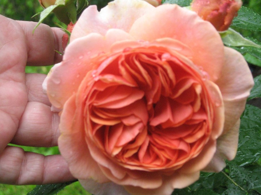 Роза Адмирал Миранда