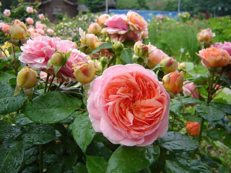 Роза Тантау Чиппендейл