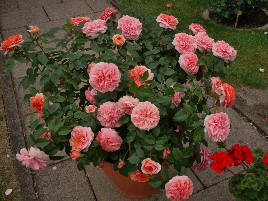 Роза шраб Чиппендейл