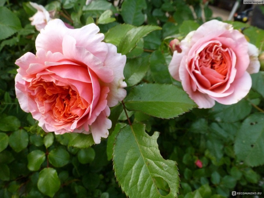 Роза Чиппендейл желтая фото